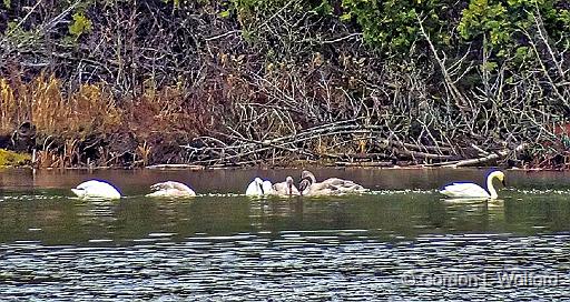 Seven Swans A Swimming_DSCF5283.jpg - Trumpeter Swans (Cygnus buccinator) photographed near Maberly, Ontario, Canada.